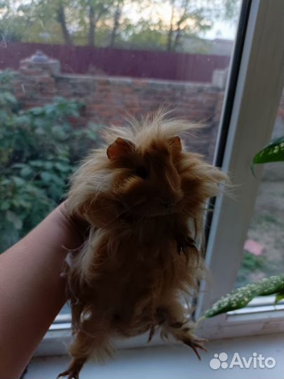 Морская свинка мальчик