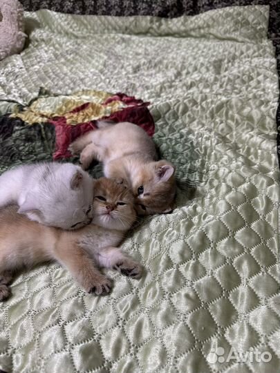 Британские шиншиллы