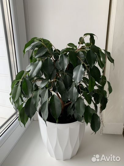 Фикус Бенджамина