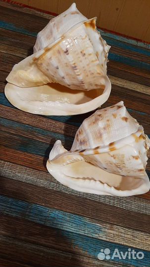 Ракушка морская большая