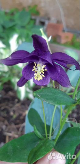 Садовые многолетники