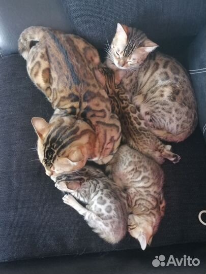 Бенгальская кошка