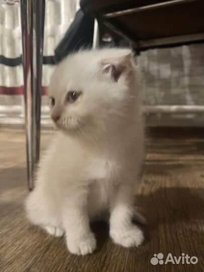 Шотландская вислоухая кошка