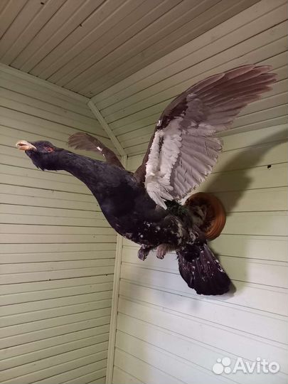 Чучело глухаря