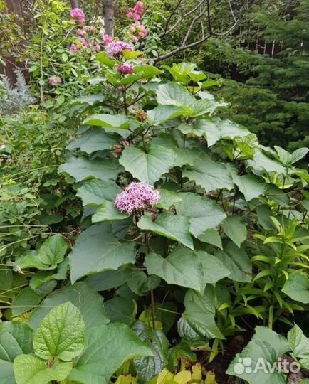 Клеродендрум Бунге растение для дома сада саженцы