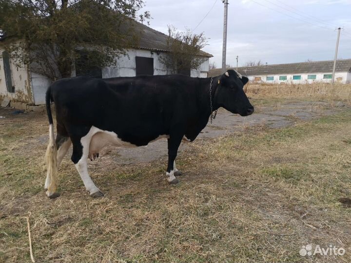 Коровы дойные молочные
