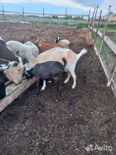 Бараны. Козы