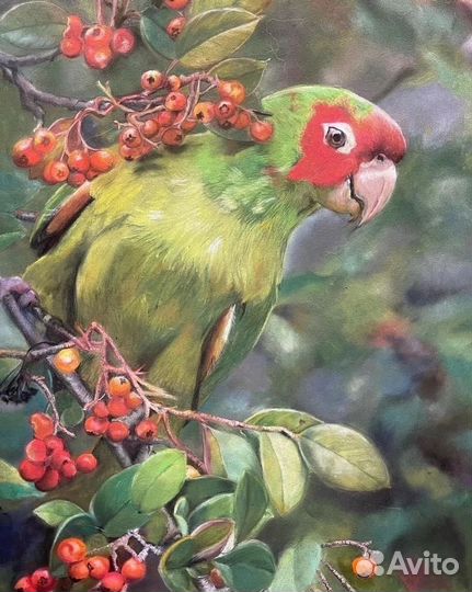 Картина на холсте Попугай