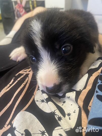 Щенки сао алабай в добрые руки