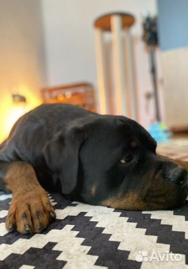 Кинолог Зоопсихолог с выездом Онлайн Дрессировка