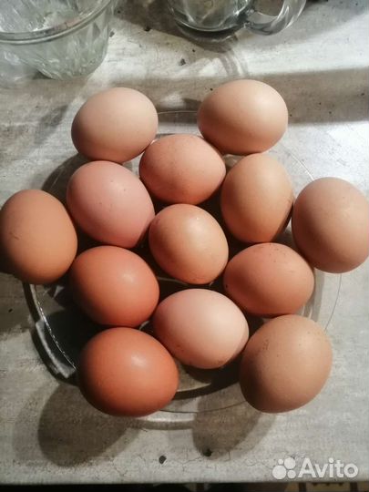 Домашние куриные яйца