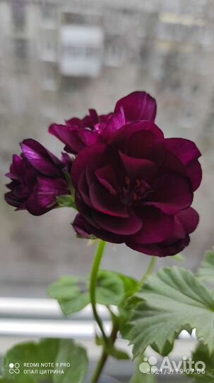 Бегония и бугенвилия