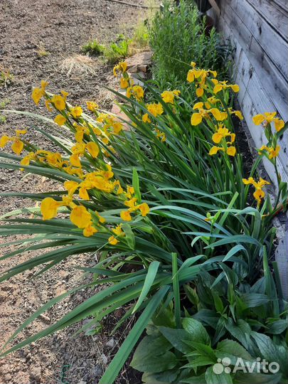 Многолетники садовые