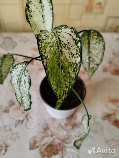 Аглаонема супер вайт