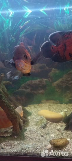 Астронотусы