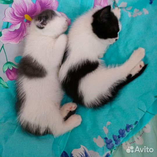 Вислоухие котята