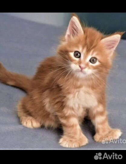 Полидакты и классики вязка котята