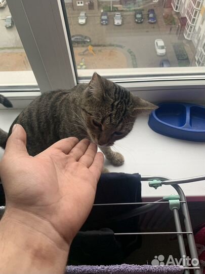 Отдам даром в хорошие руки