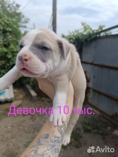 Щенки стаффорда