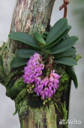 Мини орхидея sehoenorohis fragrans