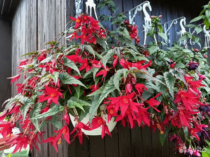 Ампельные Бегонии