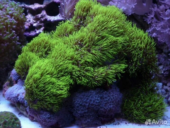 Морской Коралл Бриареум зеленый
