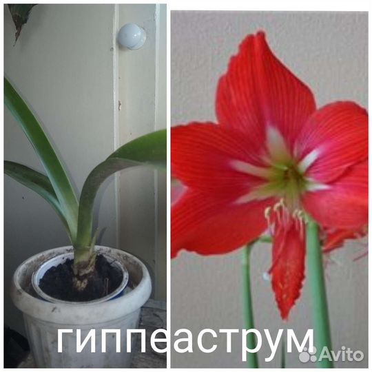 Отдам Куст смородины, малины чёрной и красной