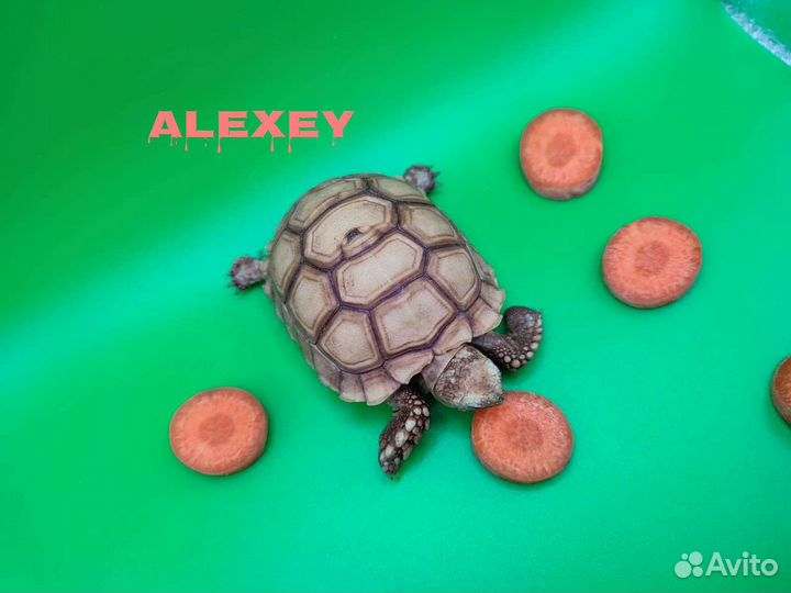 Шпороносная черепаха