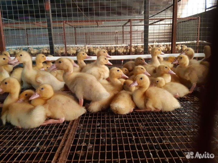 Мясная бройлерная утка орвия-ст5