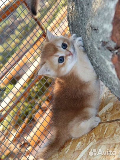 Шотландская золотая шиншилла мальчики