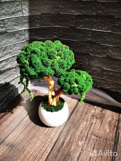 Бонсай (мох стабилизированный)