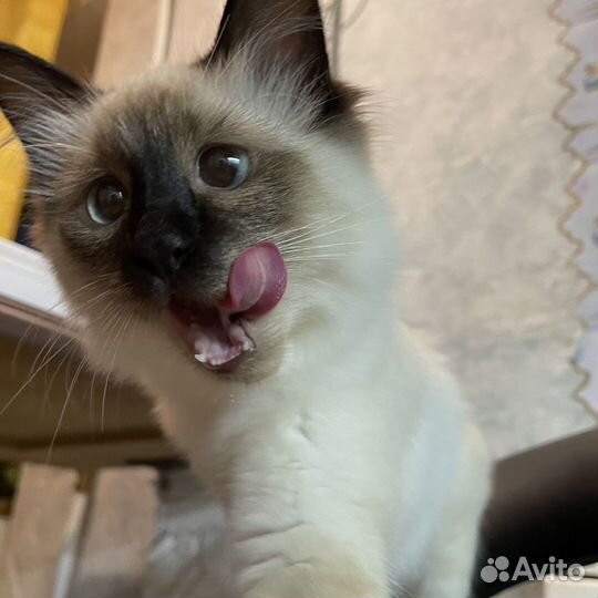 Отдам сиамского котёнка в хорошие руки