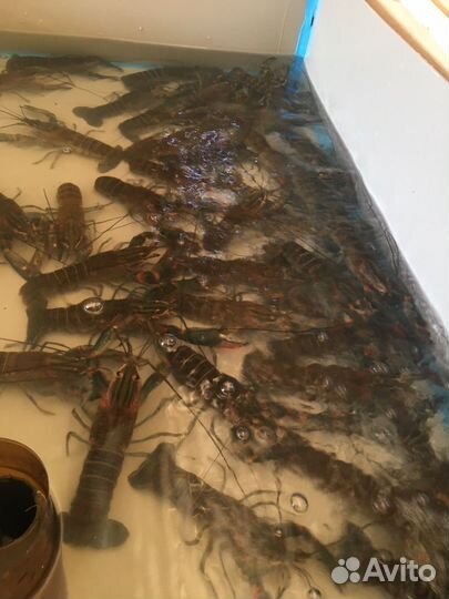 Производители австралийского рака