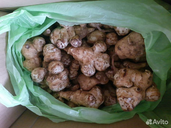 Растение, клубни топинамбура