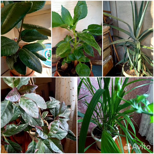 Комнатные цветы