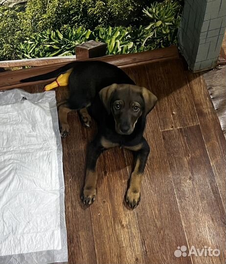 Найден щенок