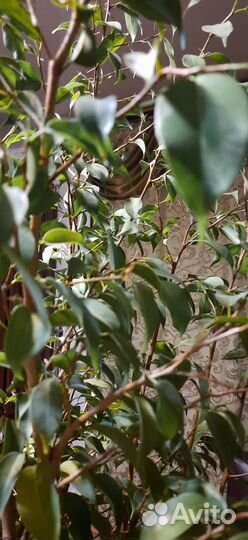 Цветок в горшке