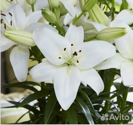 Лилия горшечная
