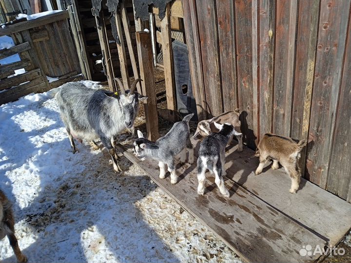 Коза,козлята