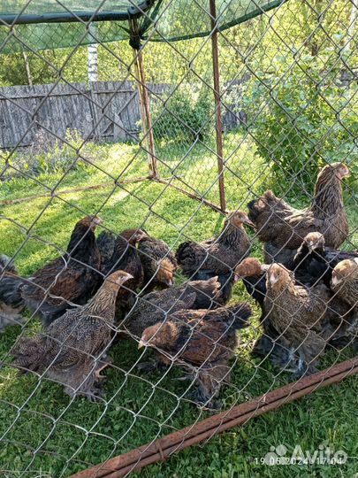 Молодые петушки Брама Куропатчатая