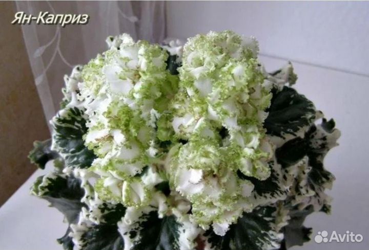 Фиалка сортовая