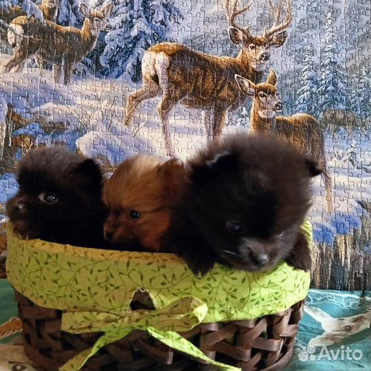 Щенки померанского шпица