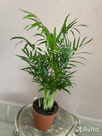 Комнатное растение Хамедорея Элегант D9