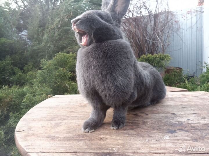 Кролики мясных пород