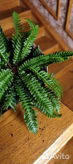 Папоротник блехнум спикант