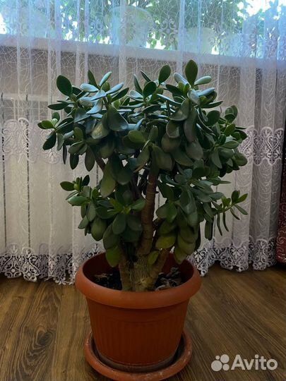 Денежное Дерево