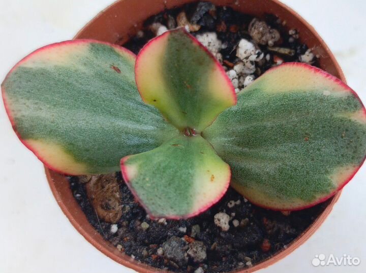 Крассула редкая сортовая коллекционная