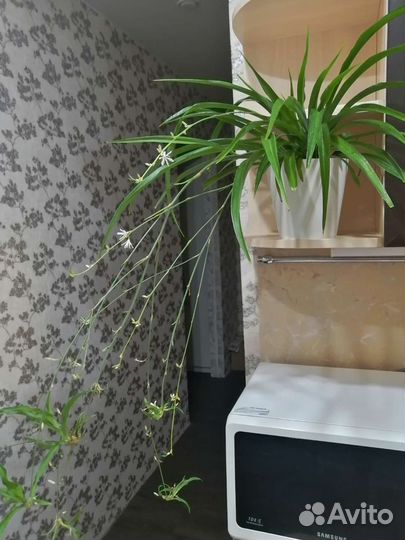 Хлорофитум цветущий