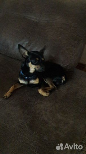 Той-терьер вязка