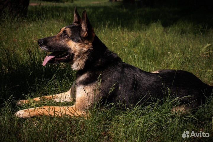 Овчарка мальчик в добрые руки